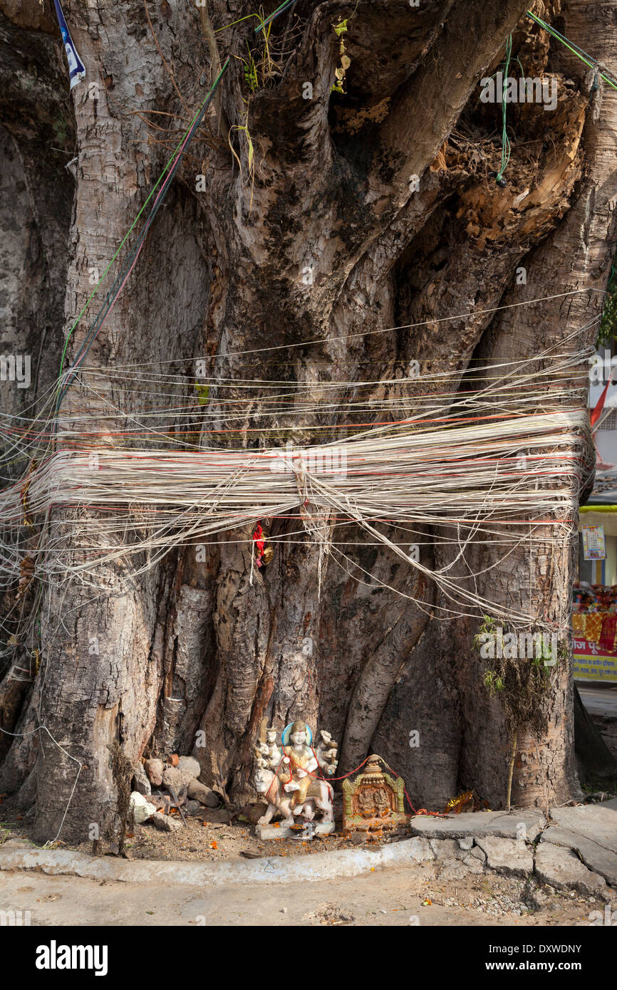 India, Dehradun. La stringa è spesso legato attorno ad un banyan tree, nella speranza di buona fortuna. Foto Stock
