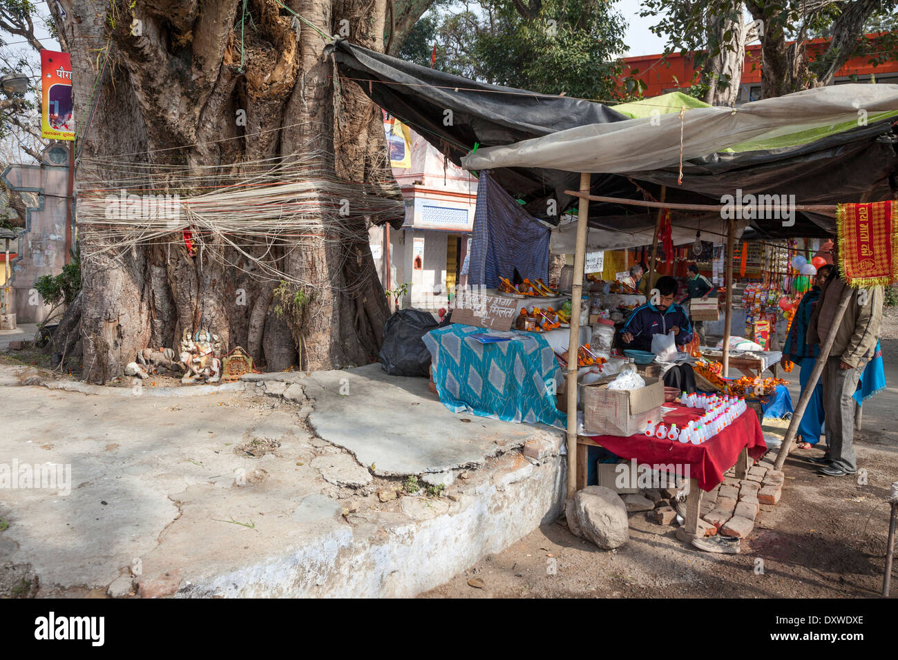 India, Dehradun. La stringa è spesso legato attorno ad un banyan tree, nella speranza di buona fortuna. Foto Stock