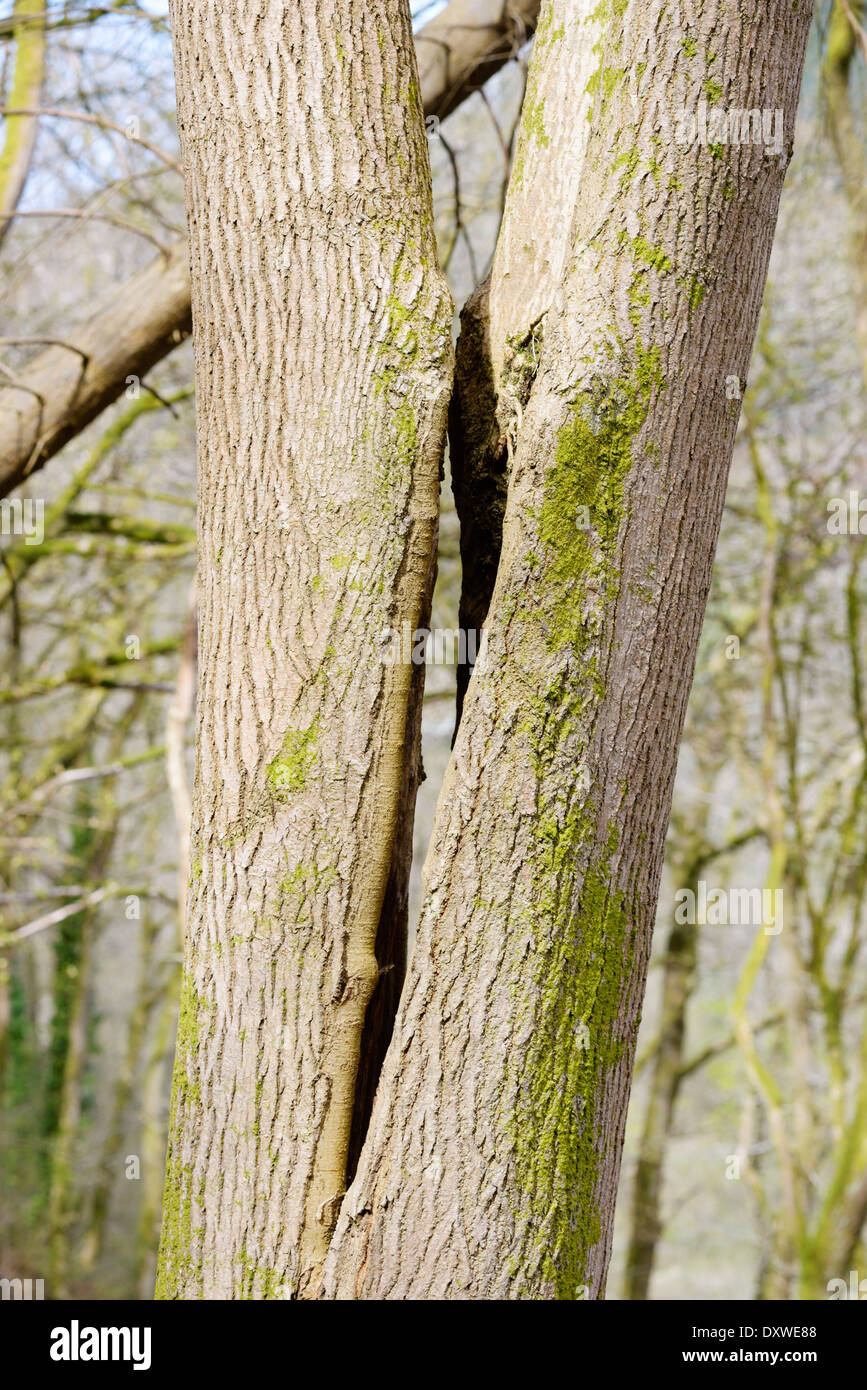 Fenditura naturale nel tronco di un albero di cenere, Fraxinus excelsior, habitat ideale per i pipistrelli, Wales, Regno Unito. Foto Stock