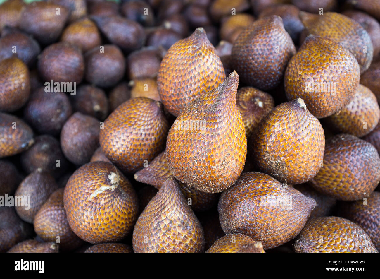 Indonesia, salak frutti, Asia Foto Stock