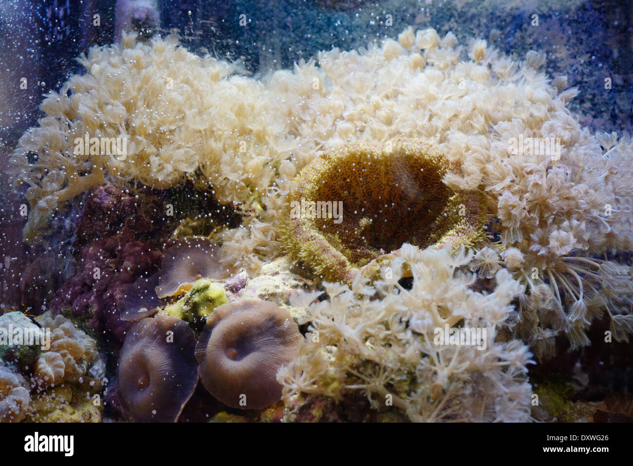 Nephthyigoria spp. Fire Soft Coral in un acquario marino, per la vendita in un punto di vendita al dettaglio, Wales, Regno Unito Foto Stock