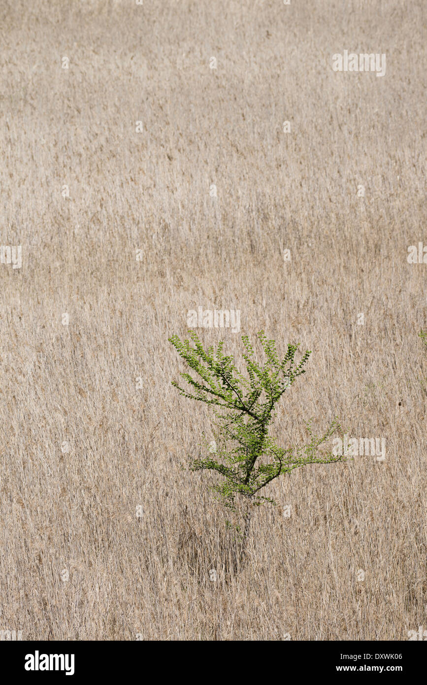 Alberi e erba in un basso livello di acqua nel serbatoio di Cellers, Spagna Foto Stock