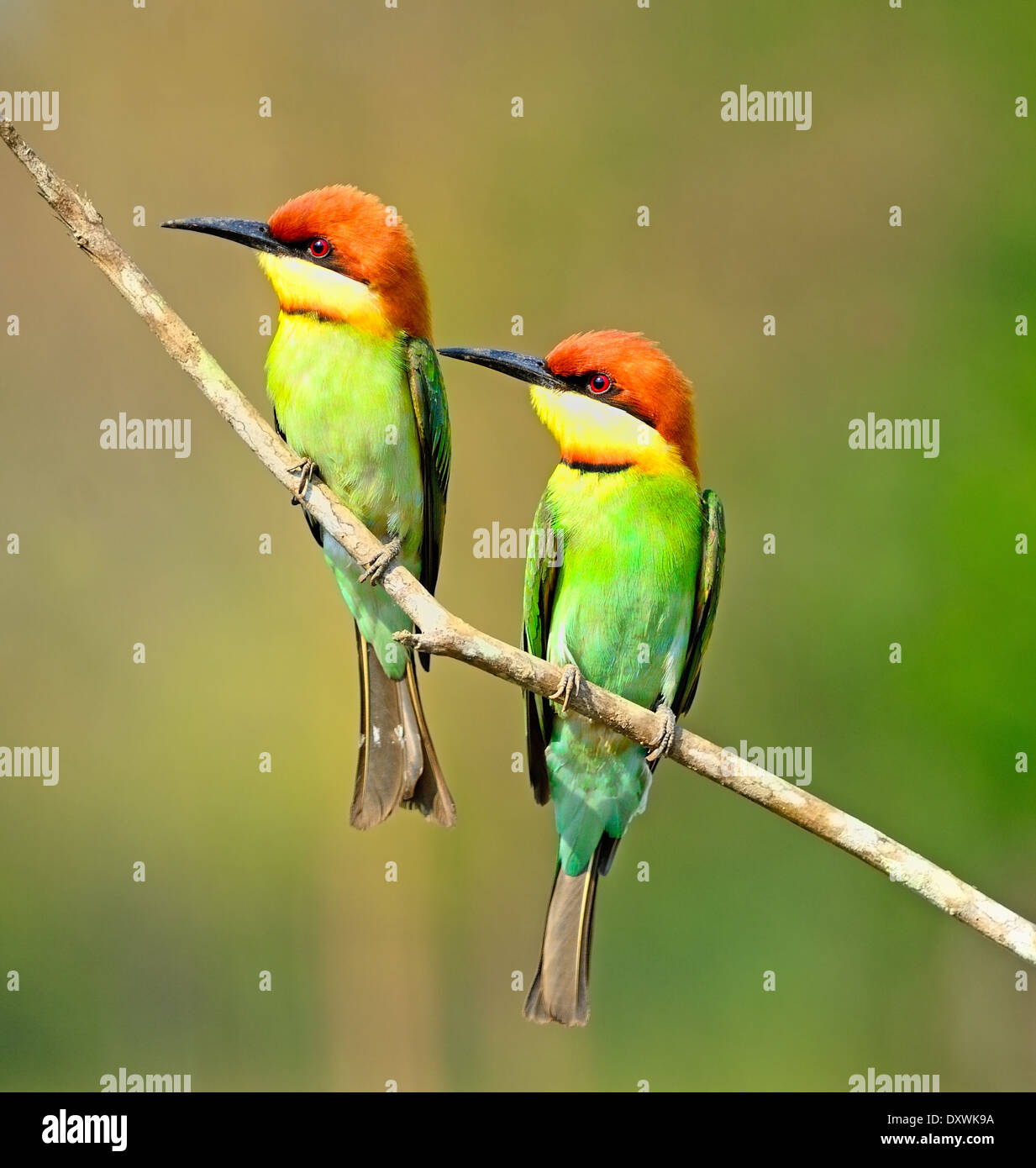 Gli amanti della coppia di uccelli colorati e castagni, capo-Gruccione (Merops leschenaulti), in piedi su un ramo Foto Stock