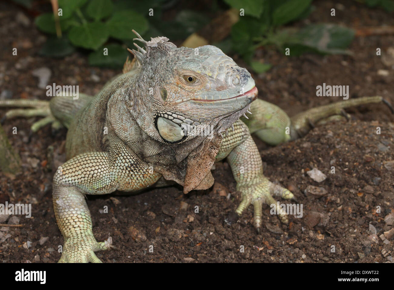 Verde (Iguana Iguana iguana) close-up della testa Foto Stock