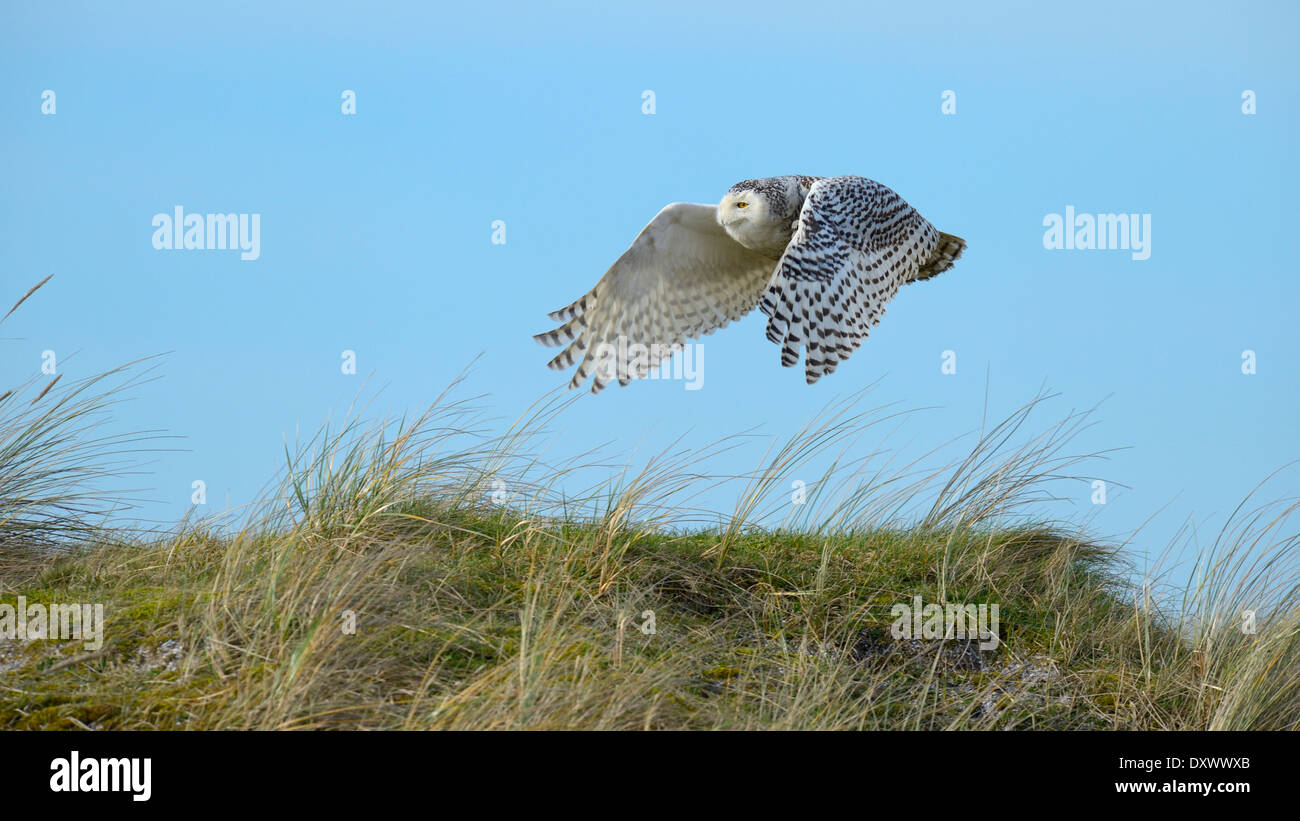 Civetta delle nevi (Bubo scandiacus), femmina volando sopra una zona di dune in inverno area, Vlieland, West Isole Frisone Foto Stock