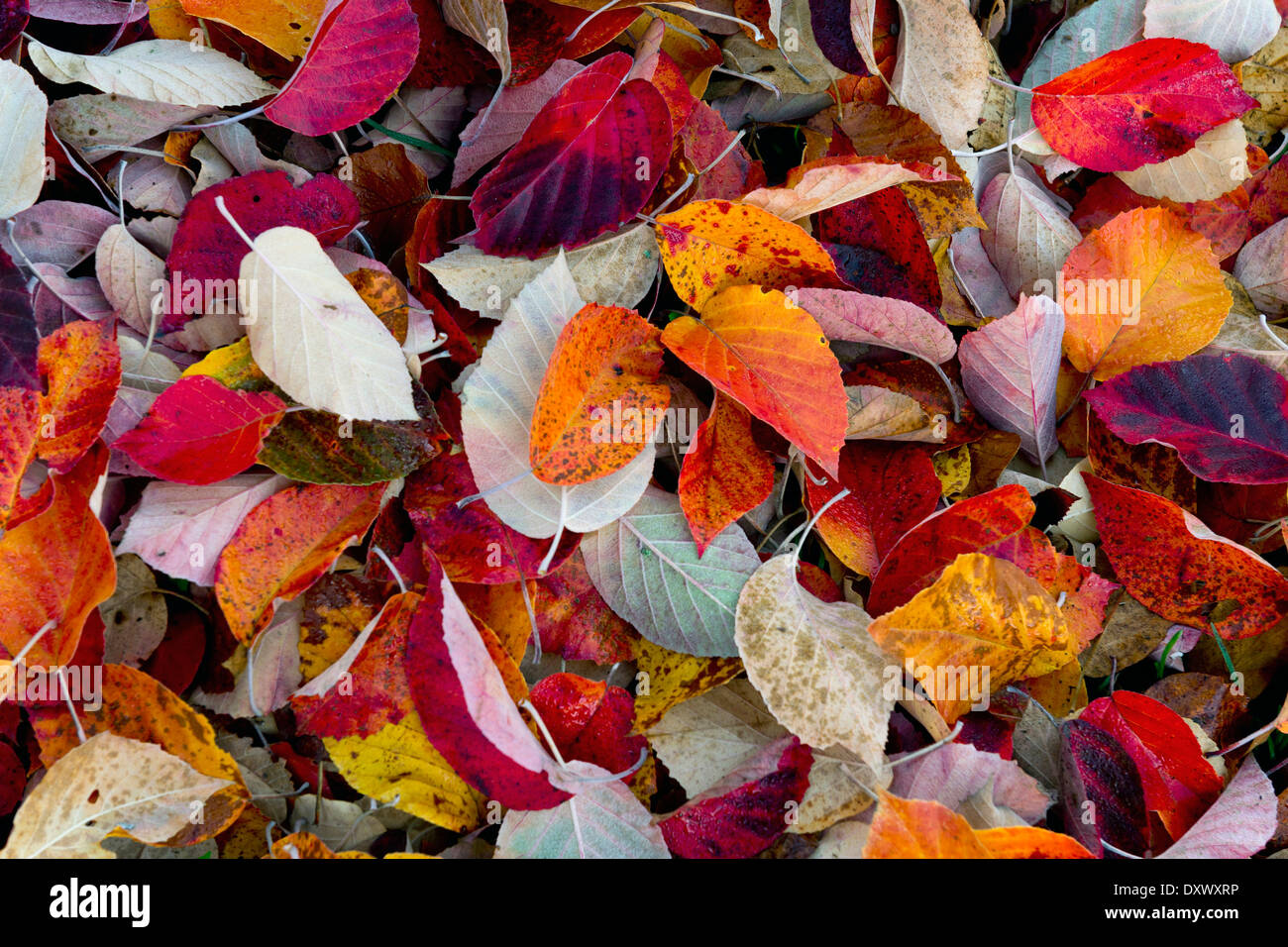 Il fogliame di autunno, Baden-Württemberg, Germania Foto Stock
