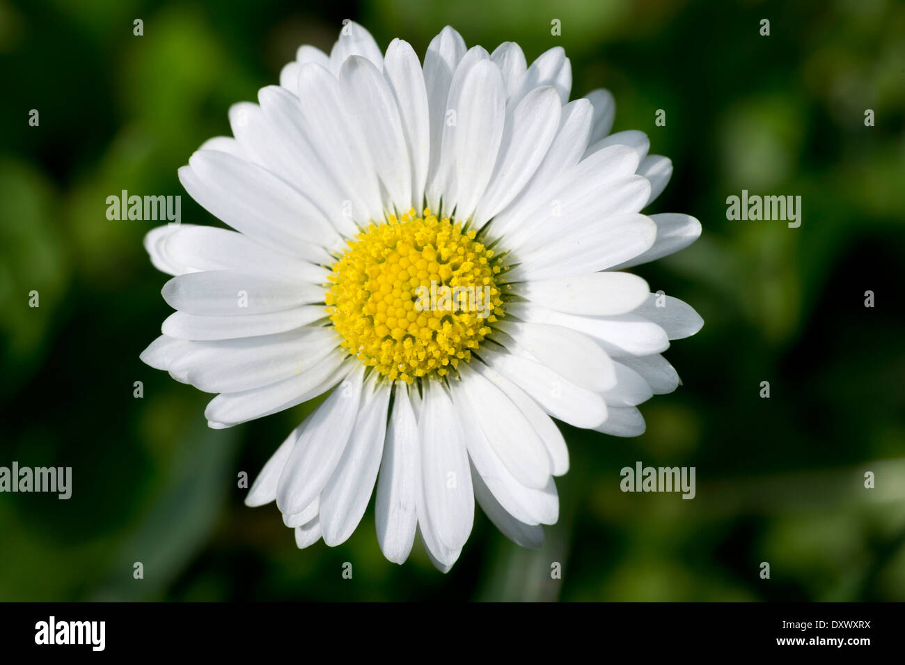 Daisy (Bellis perennis), Baden-Württemberg, Germania Foto Stock