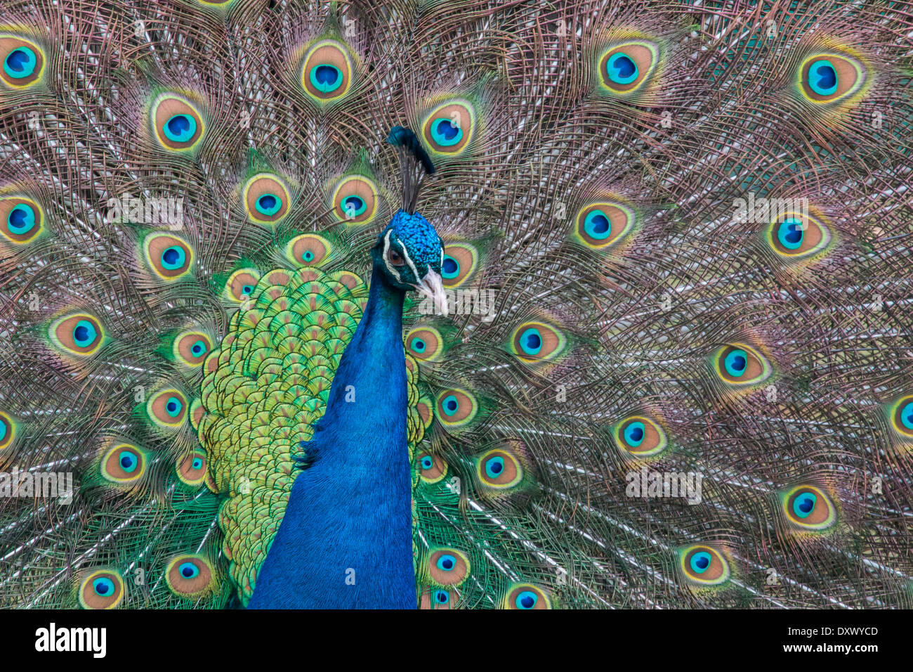 Peafowl indiano o Peafowl blu (Pavo cristatus), visualizzazione della Slovacchia Foto Stock