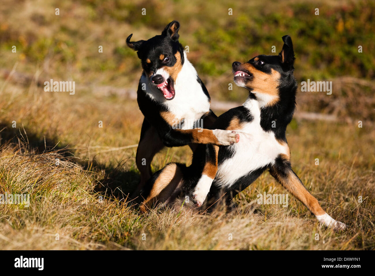 La Appenzeller Sennenhund, giovani cani giocando, Tirolo del nord, Austria Foto Stock