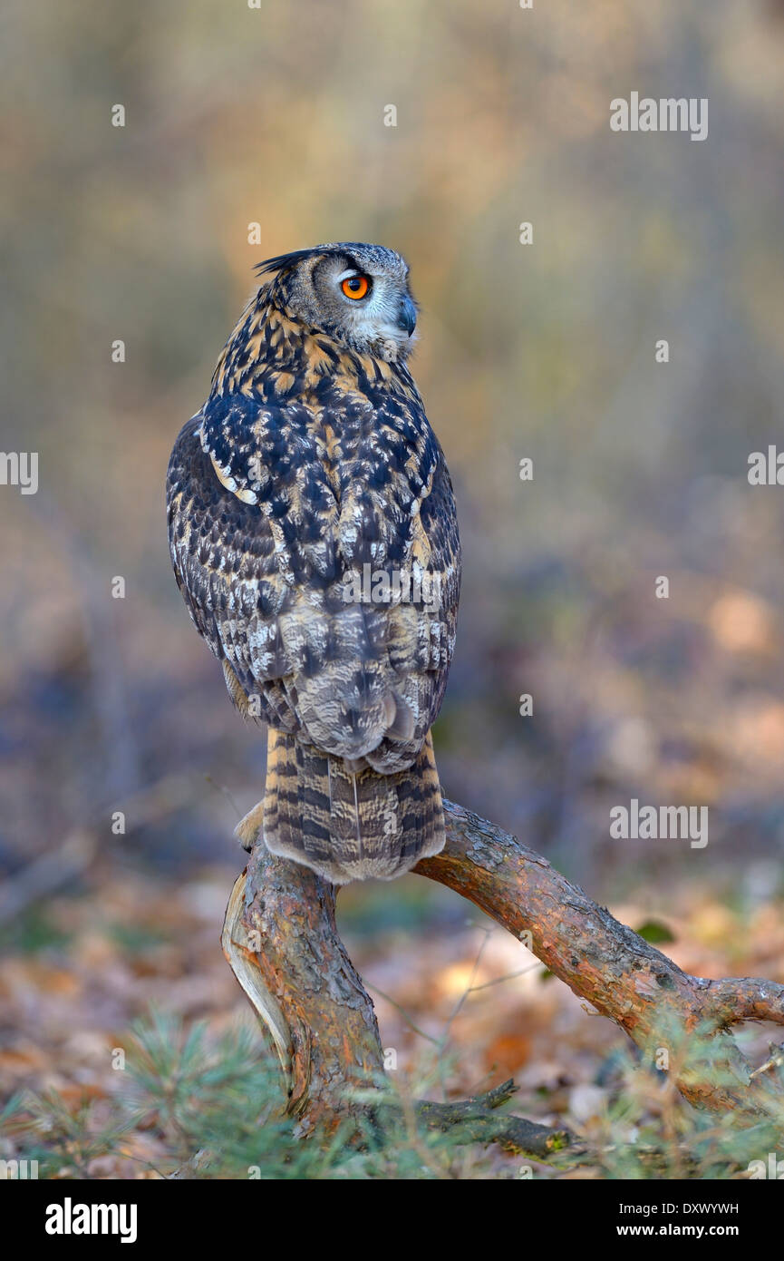 Eurasian Eagle-Owl (Bubo bubo), femmina in appoggio su un vecchio pino fronda nell'area di allevamento, Sveve Riserva della Biosfera Foto Stock
