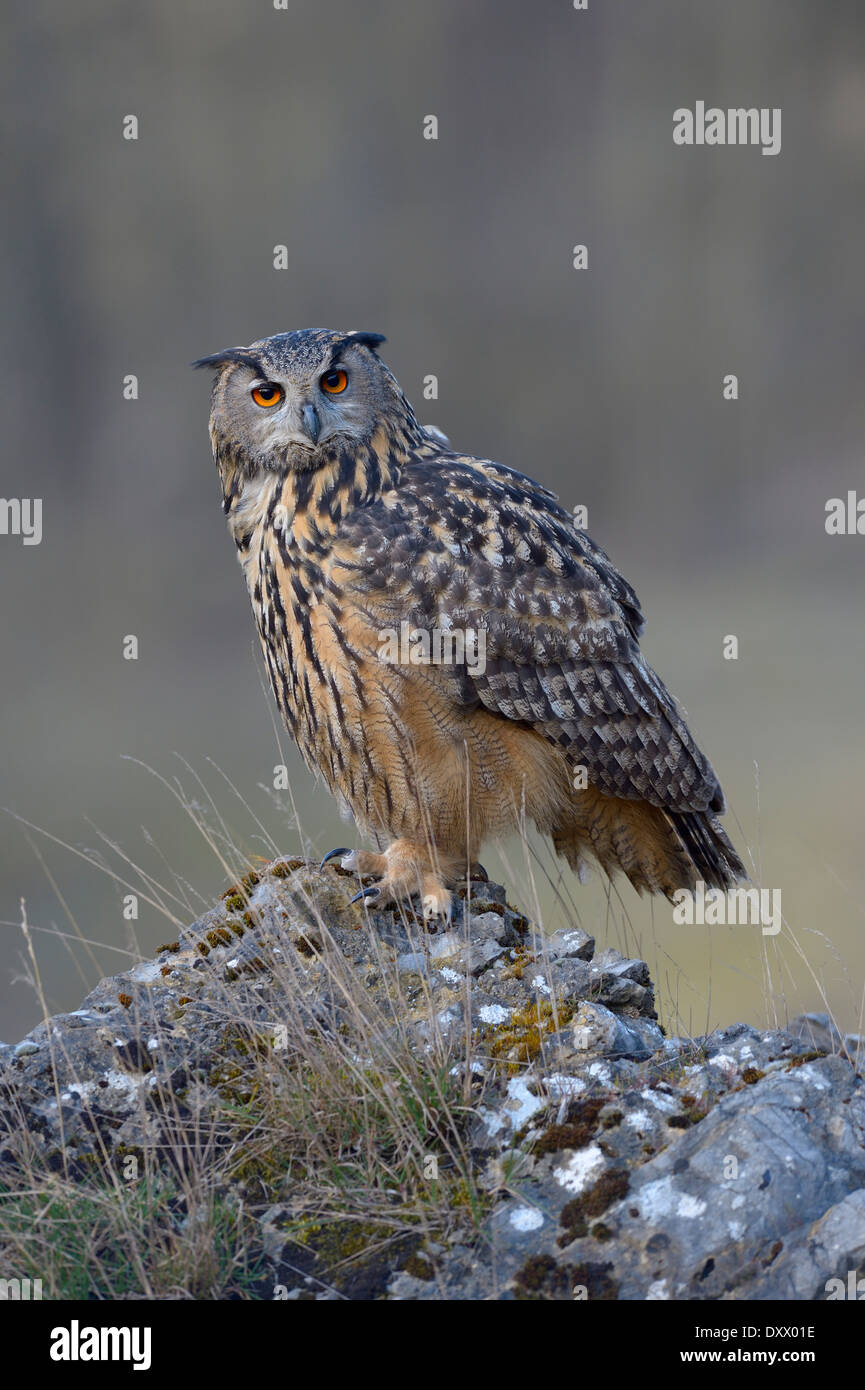 Eurasian Eagle-Owl (Bubo bubo), femmina in appoggio su una roccia, Sveve Riserva della Biosfera, Baden-Württemberg, Germania Foto Stock