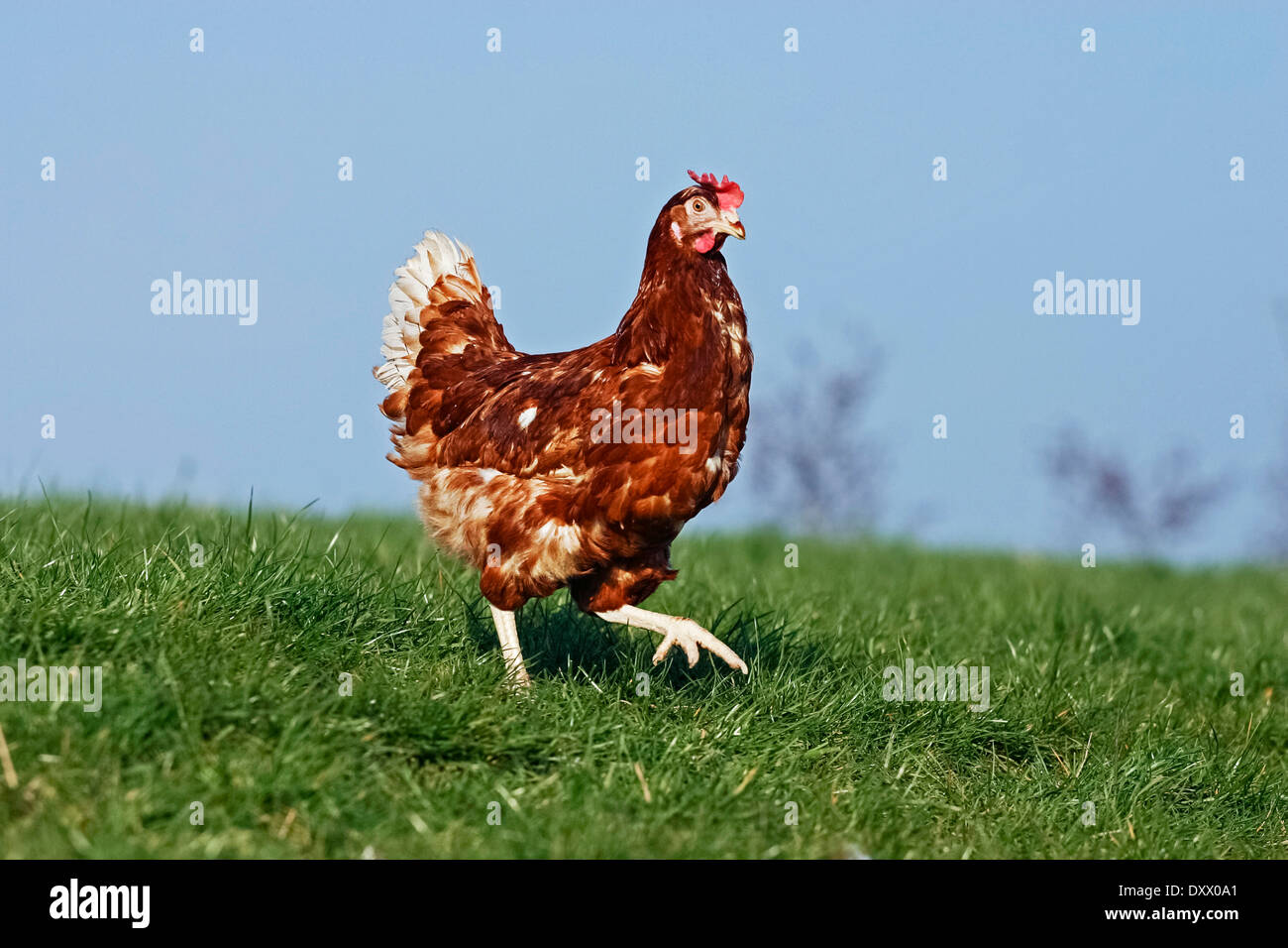 Pollo domestico, marrone, le galline ovaiole, Lohmann Brown Classic Foto Stock