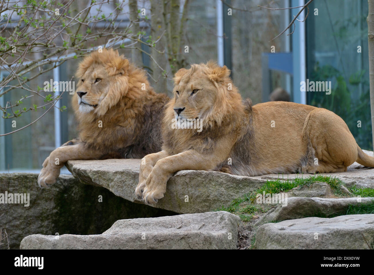 Due leoni (Panthera leo), maschi, captive, Zoo di Hellabrunn, Monaco di Baviera, Germania Foto Stock