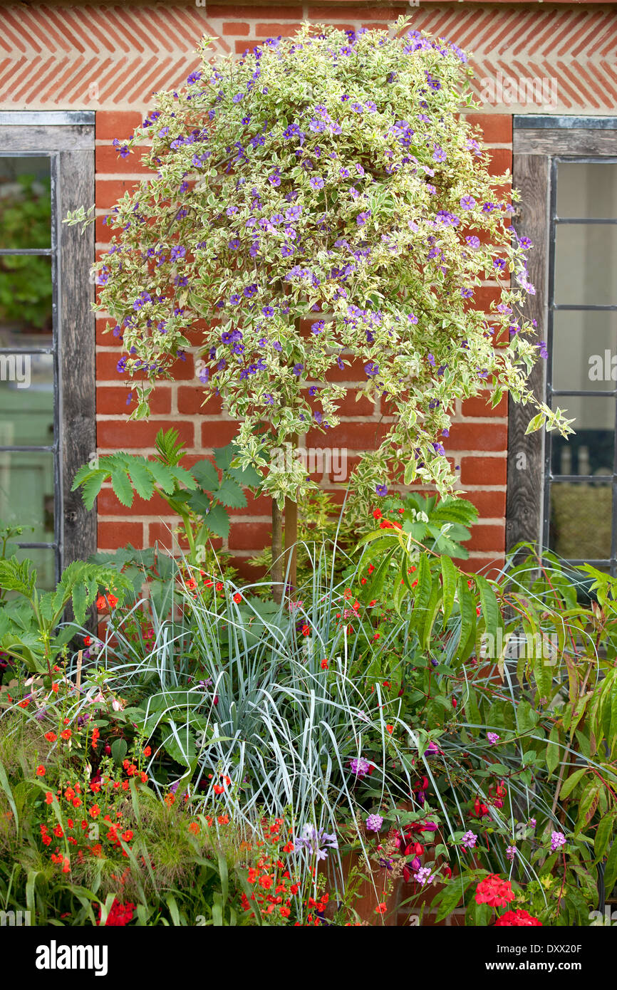 Contenitore misti di combinazioni e display. Agosto. L'estate. Foto Stock