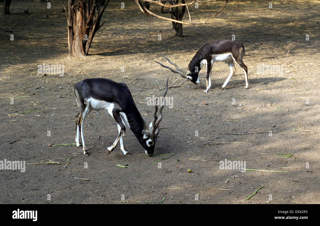 Blackbuck nella National Zoological Park, New Delhi, India Foto Stock