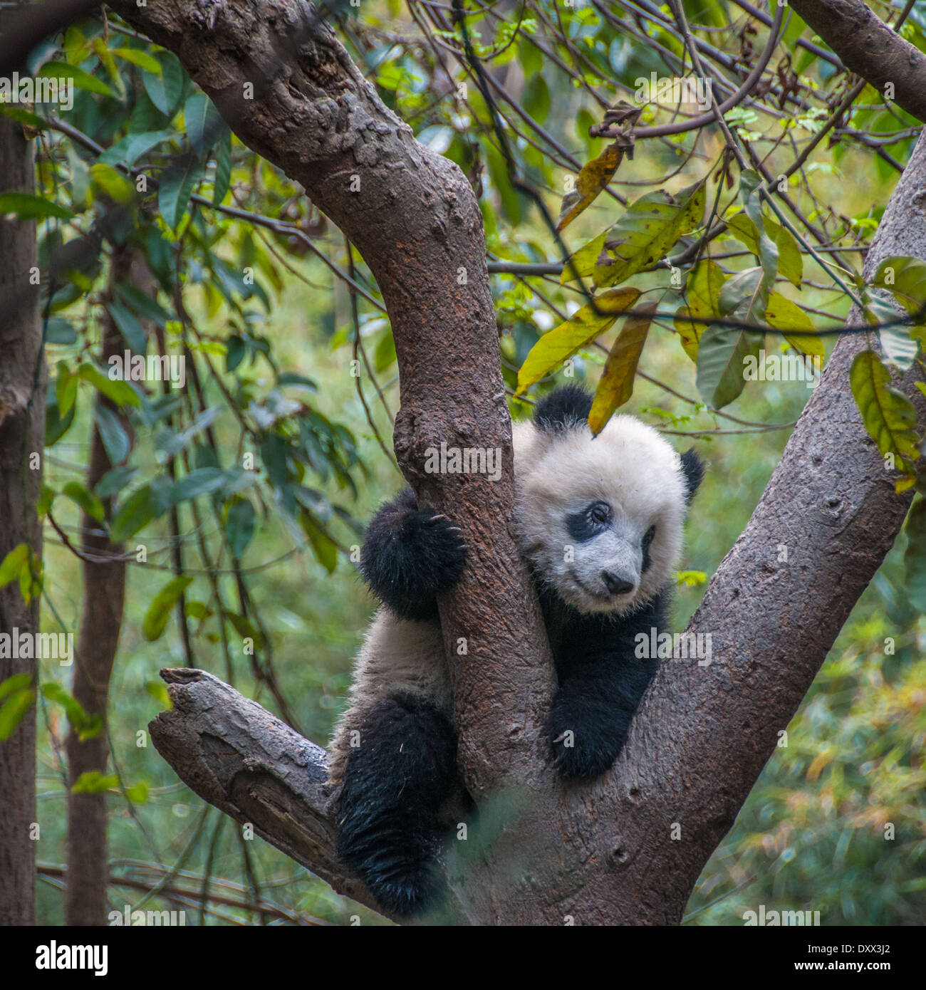 Un piccolo Panda Panda Climbing un albero in Cina Foto Stock