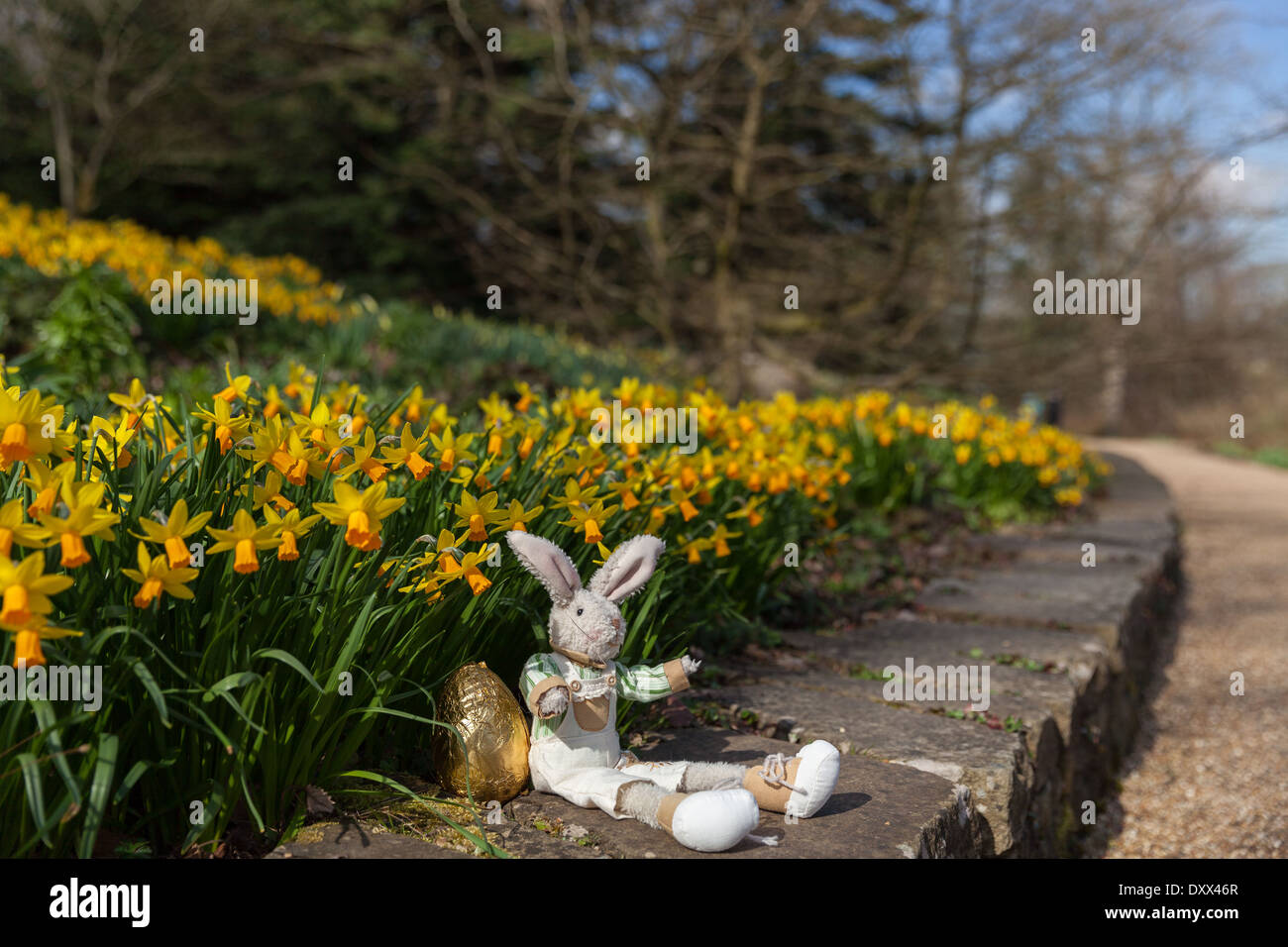 Il Coniglio di Pasqua con uovo di pasqua seduto sul muro con narcisi in background Foto Stock