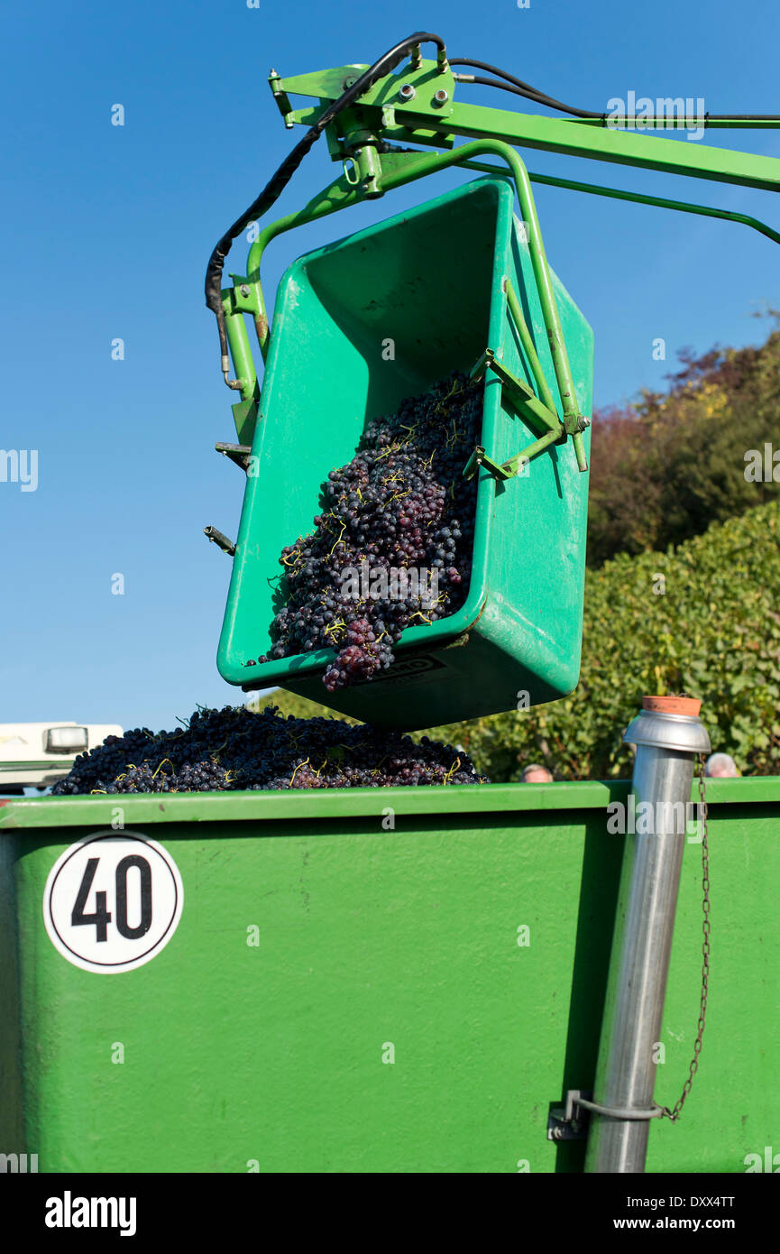 Raccolte le uve vengono raccolte sui rimorchi dei trattori, vigneto, Stoccarda, Baden-Württemberg, Germania Foto Stock
