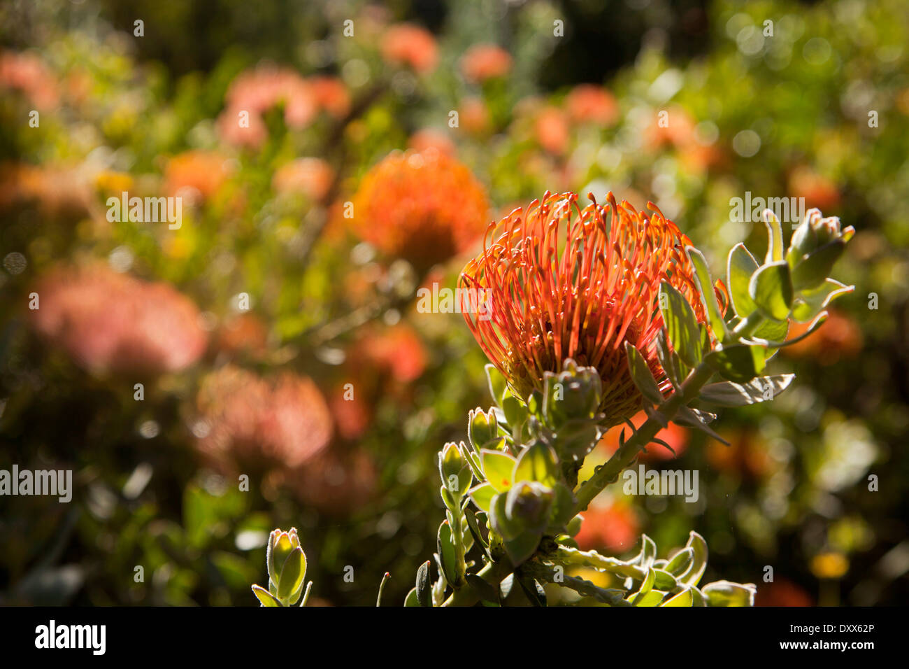Protea (Protea), Kirstenbosch Botanical Garden, Cape Town, Western Cape, Sud Africa Foto Stock