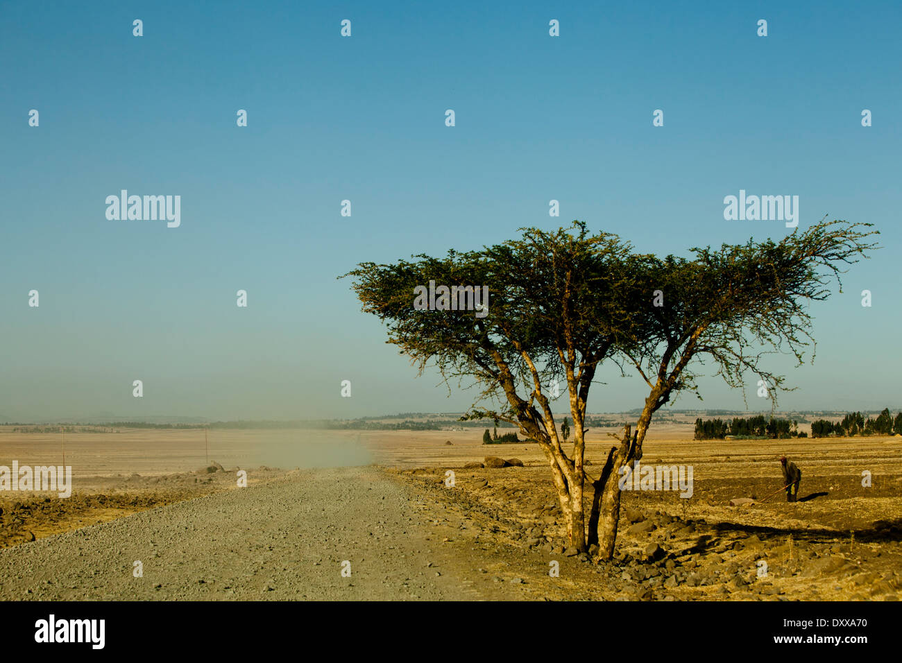 Albero africano sul lato della polverosa strada etiope Foto Stock