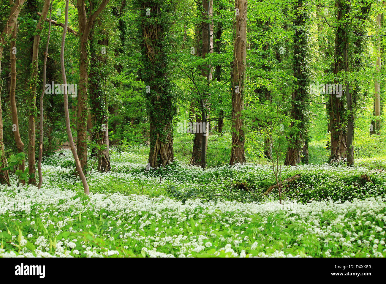 Aglio selvatico nel bosco Foto Stock