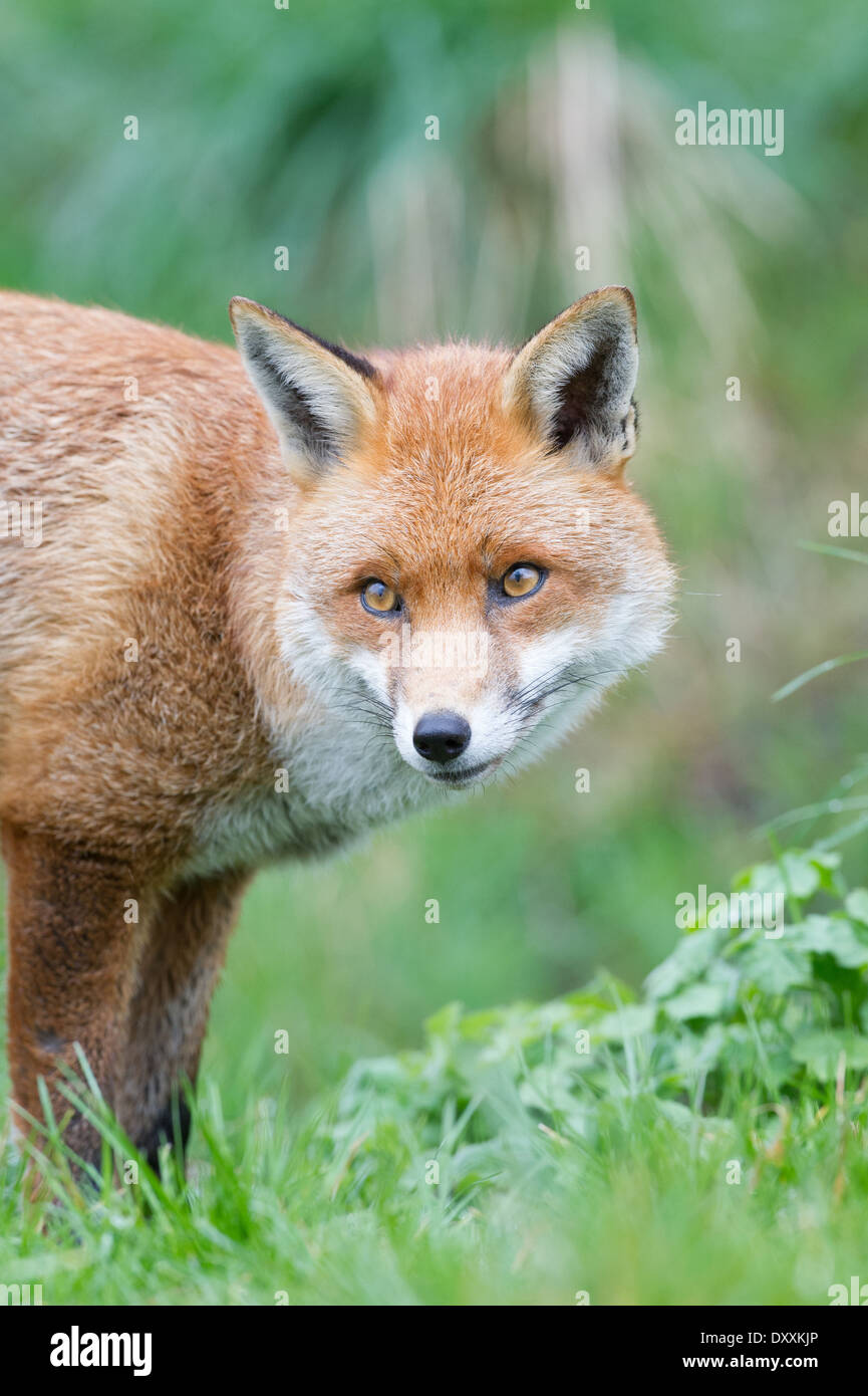 Red Fox (Vulpes vulpes vulpes) Foto Stock