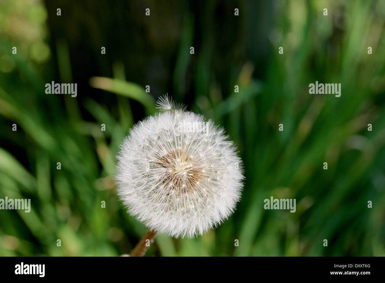 Immagine ravvicinata di tarassaco fiore, come qualche bel fiore dello sfondo. Foto Stock