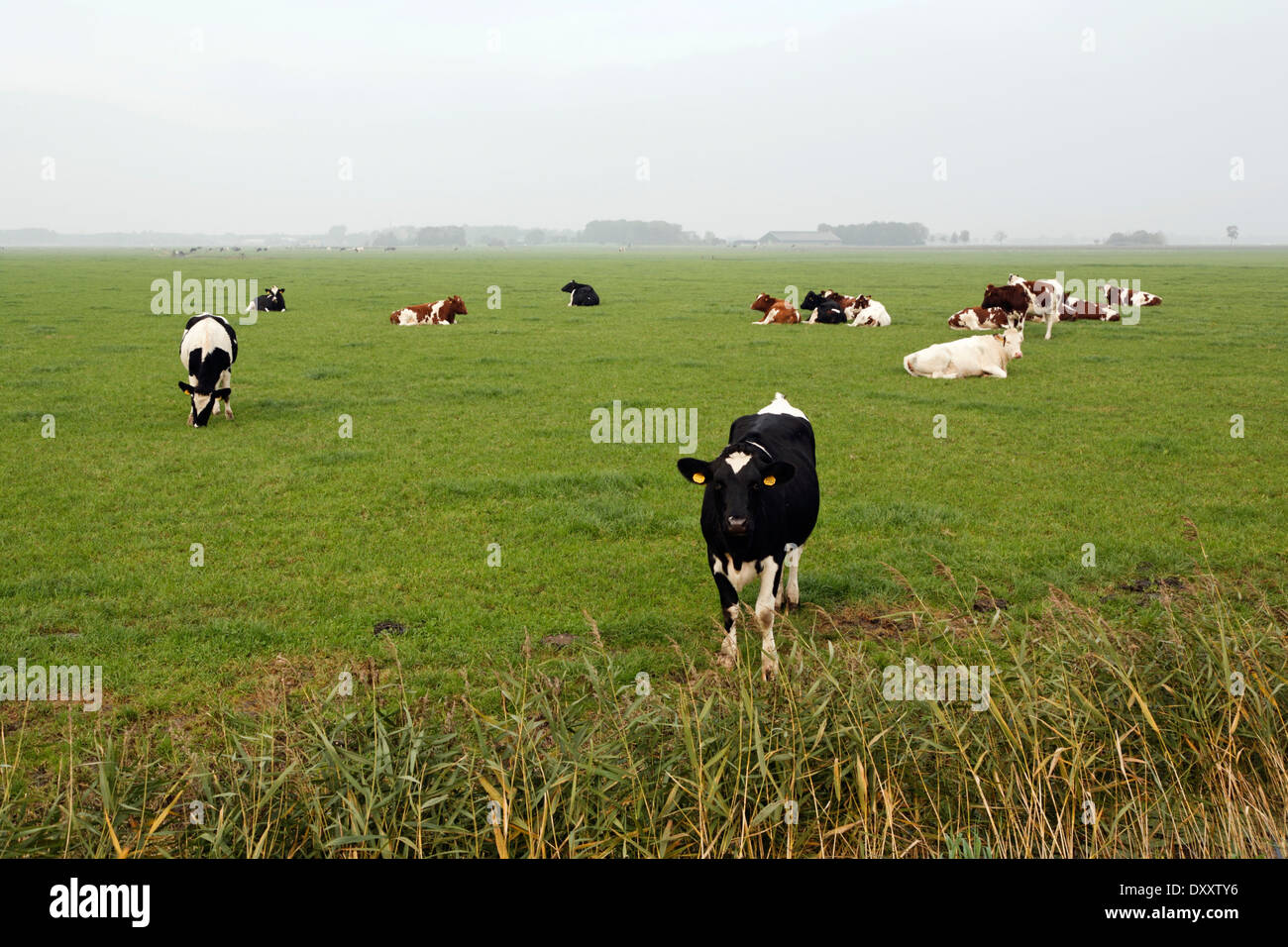 Paesi Bassi, pascoli, mucche, Niederlande, Weide, Kühe Foto Stock