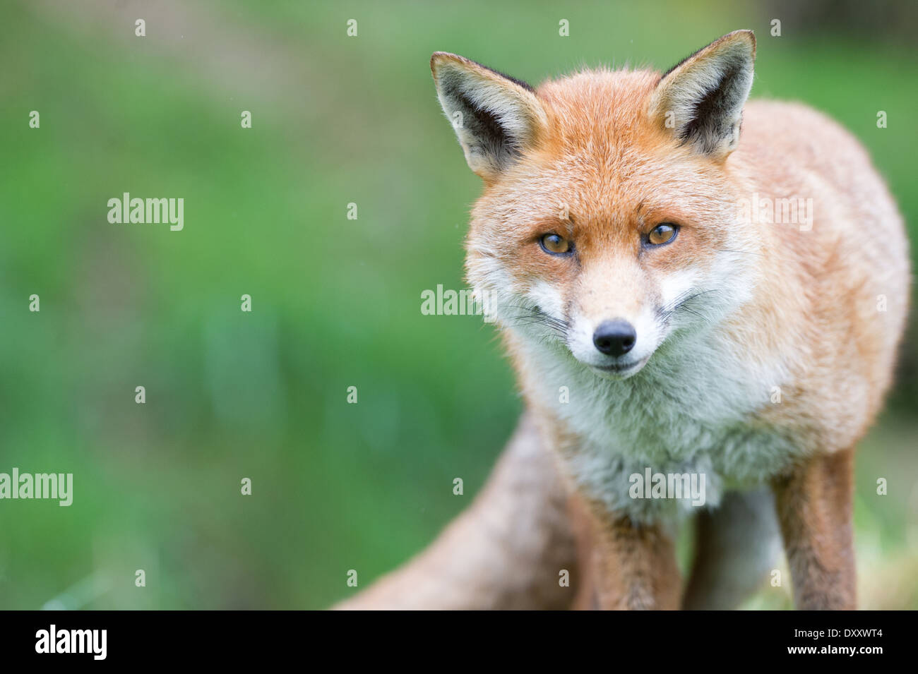 Red Fox (Vulpes vulpes vulpes) Foto Stock