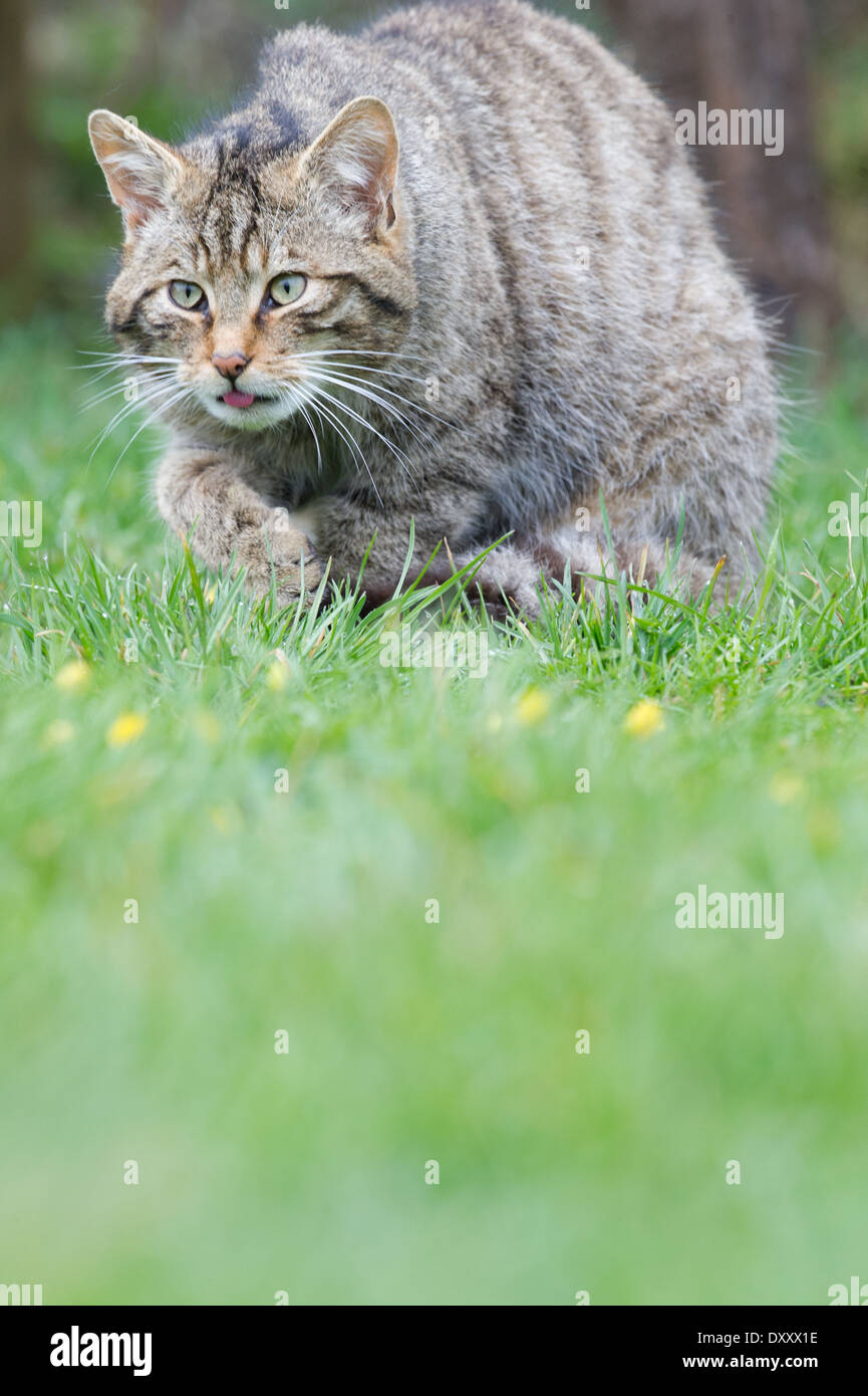 Scottish gatto selvatico (Felis silvestris grampia) Foto Stock