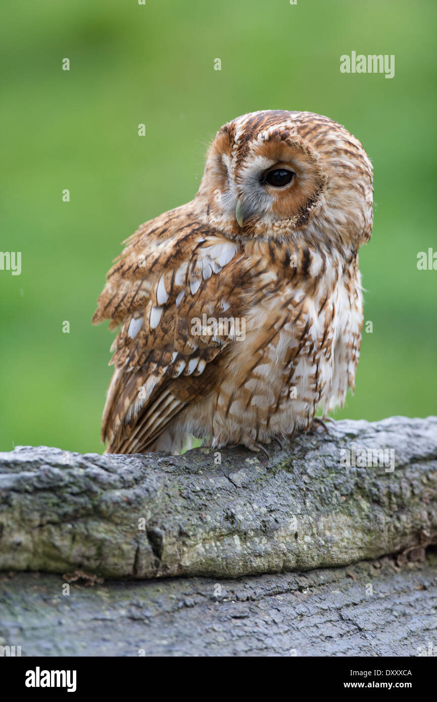 Allocco (Strix aluco) Foto Stock