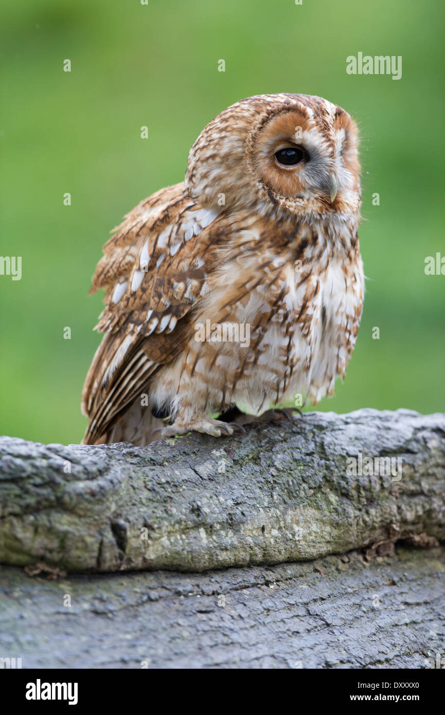 Allocco (Strix aluco) Foto Stock