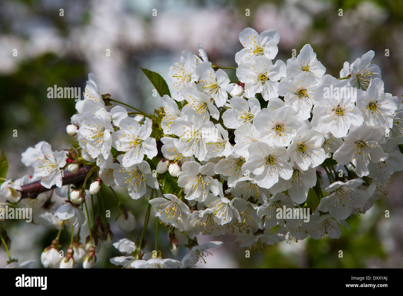 Fiore di Ciliegio, Blossom, bianco, Fiori Ciliegio, color pastello, orizzontale, molla, ciliegia, Macro, frutteto, albero, aprile, Foto Stock