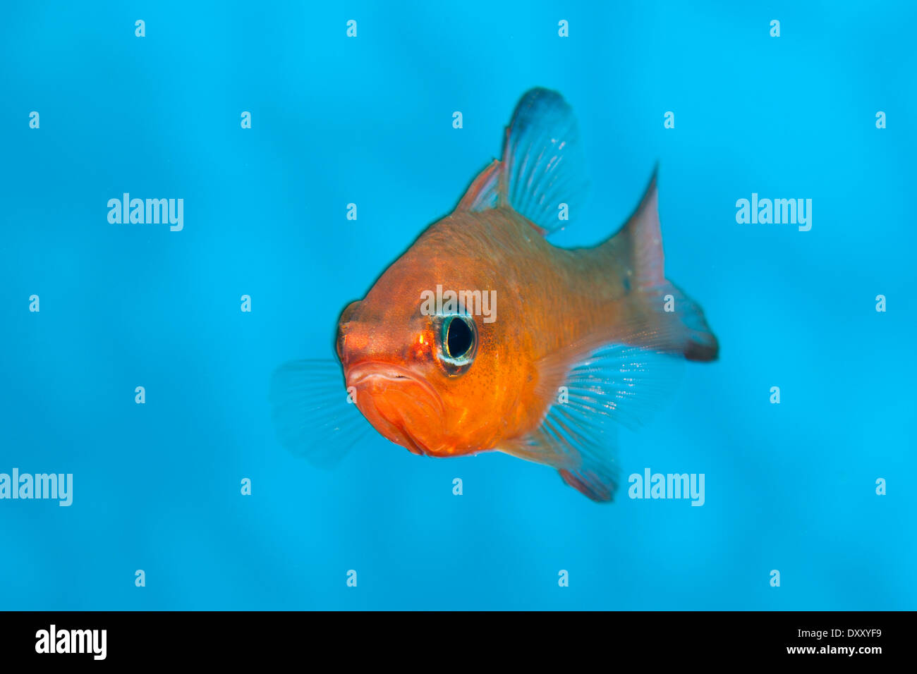 Close up, Cardinalfish Apogon imberbis, Ponza Ilsland, Mare Mediterraneo, Italia Foto Stock