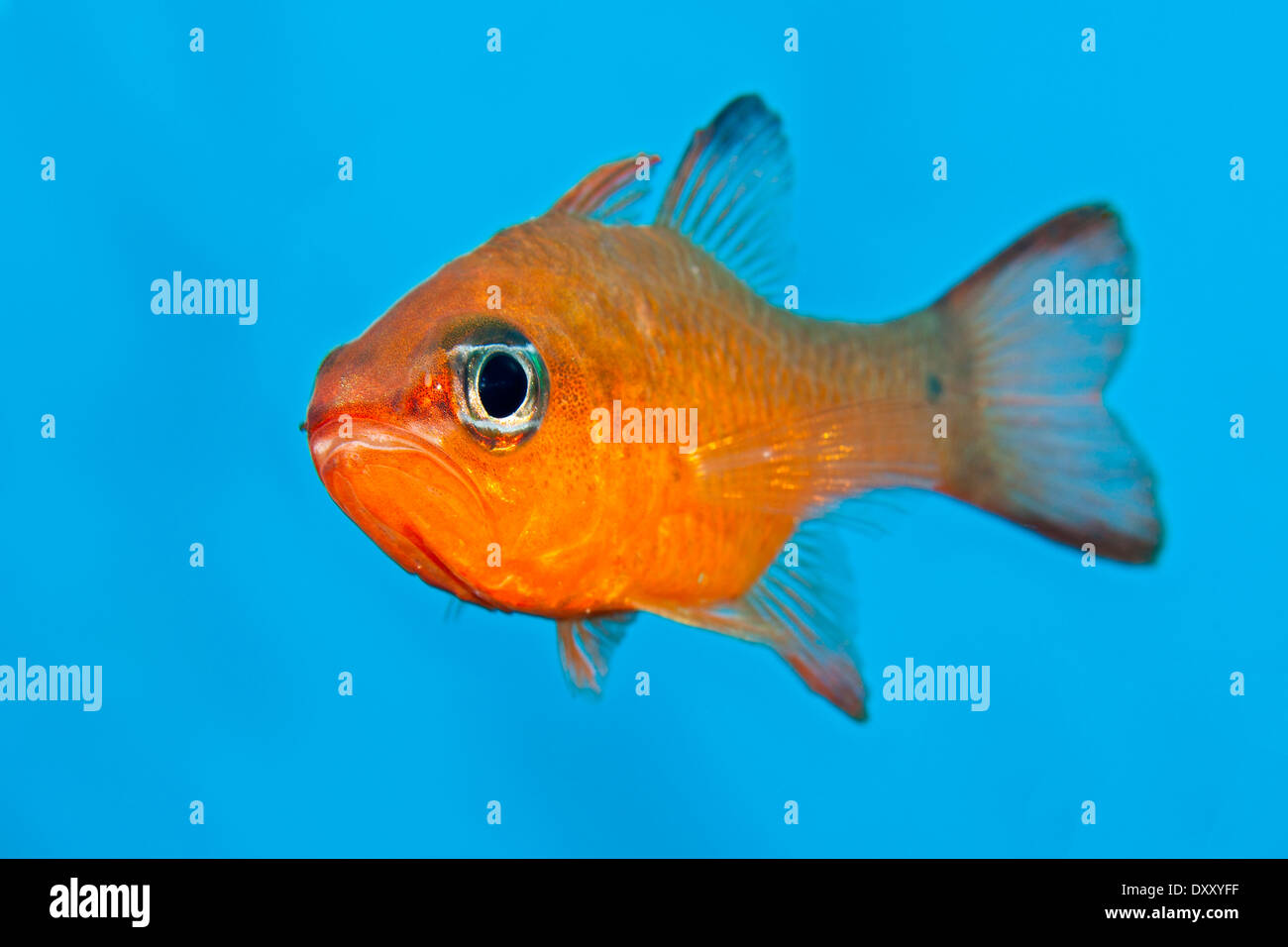 Close up, Cardinalfish Apogon imberbis, Ponza Ilsland, Mare Mediterraneo, Italia Foto Stock