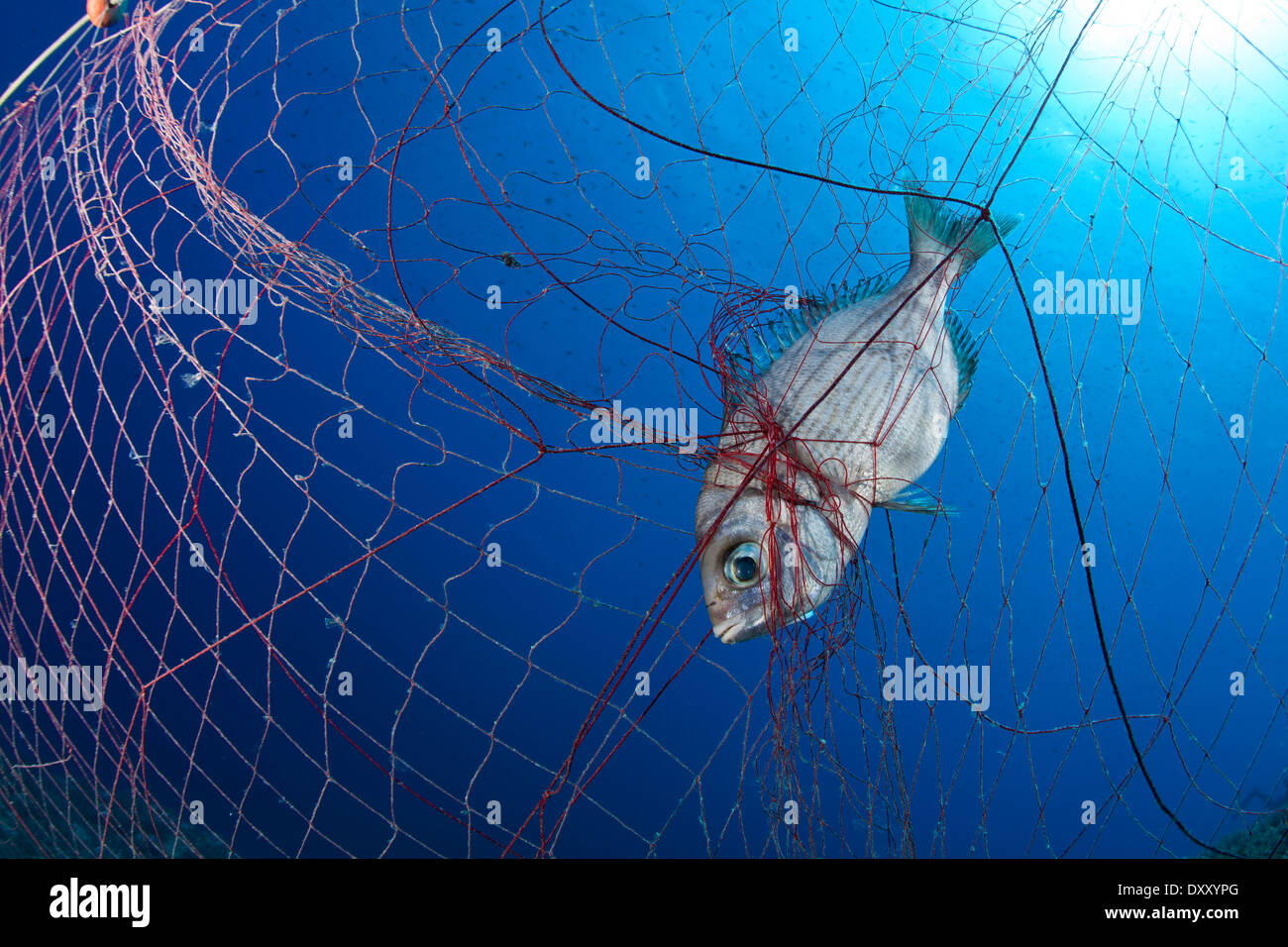 Il pesce catturato in Net, Ponza Ilsland, Mare Mediterraneo, Italia Foto Stock