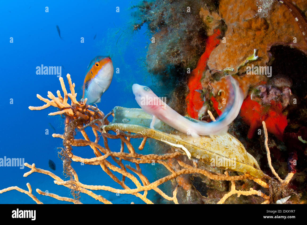 Squalo Nursehound appena nati da uova ist, Scyliorhinus stellaris, Ponza Ilsland, Mare Mediterraneo, Italia Foto Stock