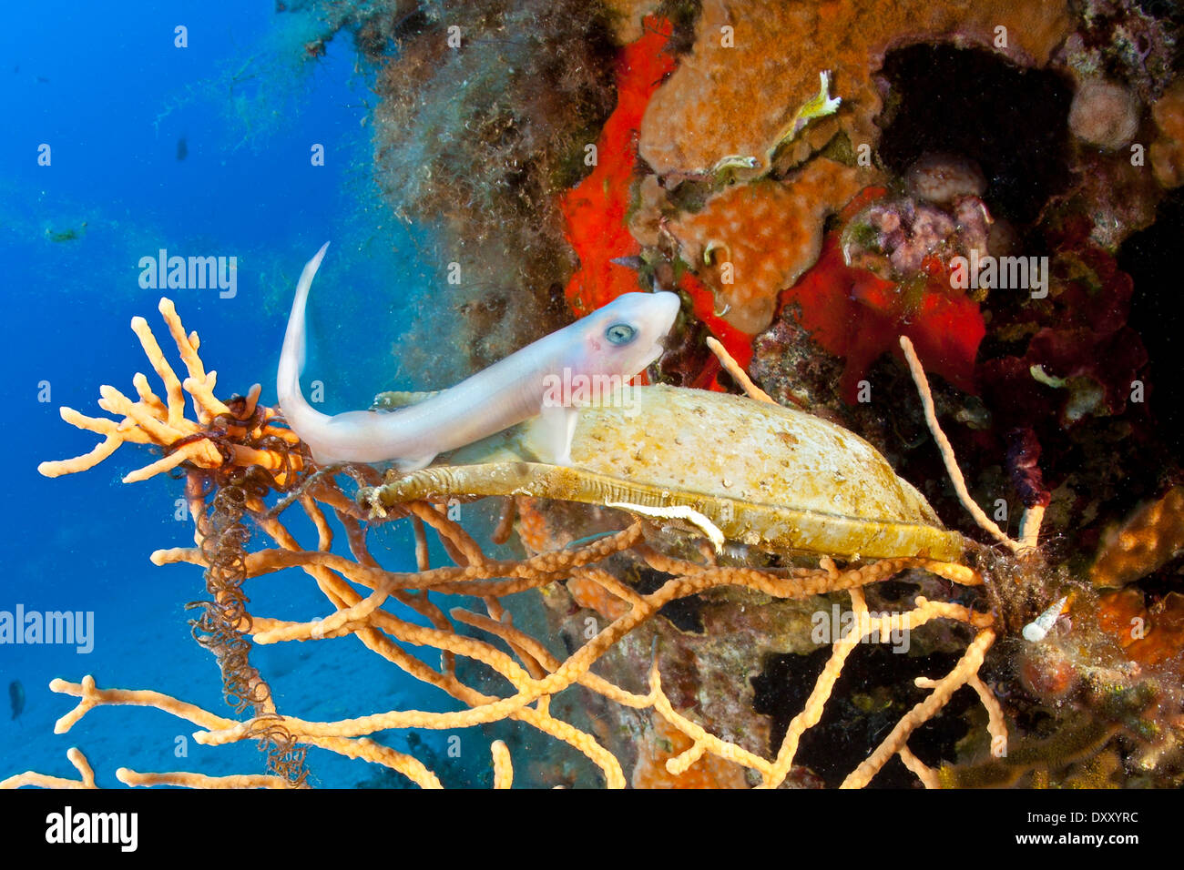 Squalo Nursehound appena nati da uova ist, Scyliorhinus stellaris, Ponza Ilsland, Mare Mediterraneo, Italia Foto Stock