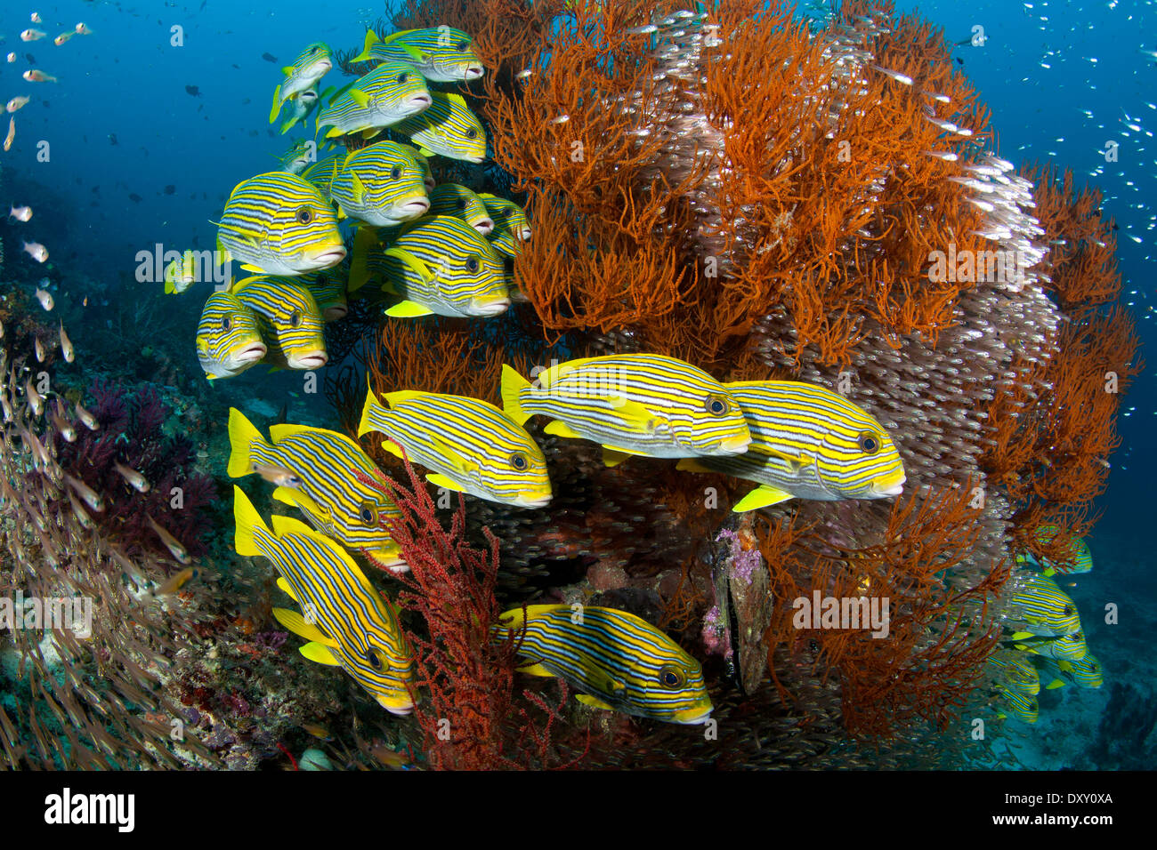 Secca di nastro, Sweetlips Plectorhinchus polytaenia Raja Ampat, Papua occidentale, in Indonesia Foto Stock