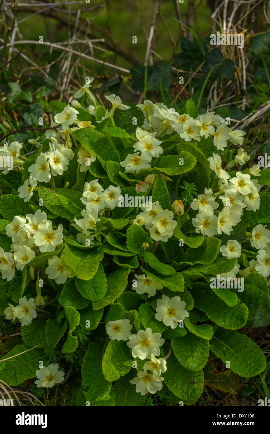 Mazzo di fiori giallo zolfo del primo fiore di primavera 'primrose' / Primula vulgaris. Primule selvatiche, primule in natura, piante medicinali. Foto Stock