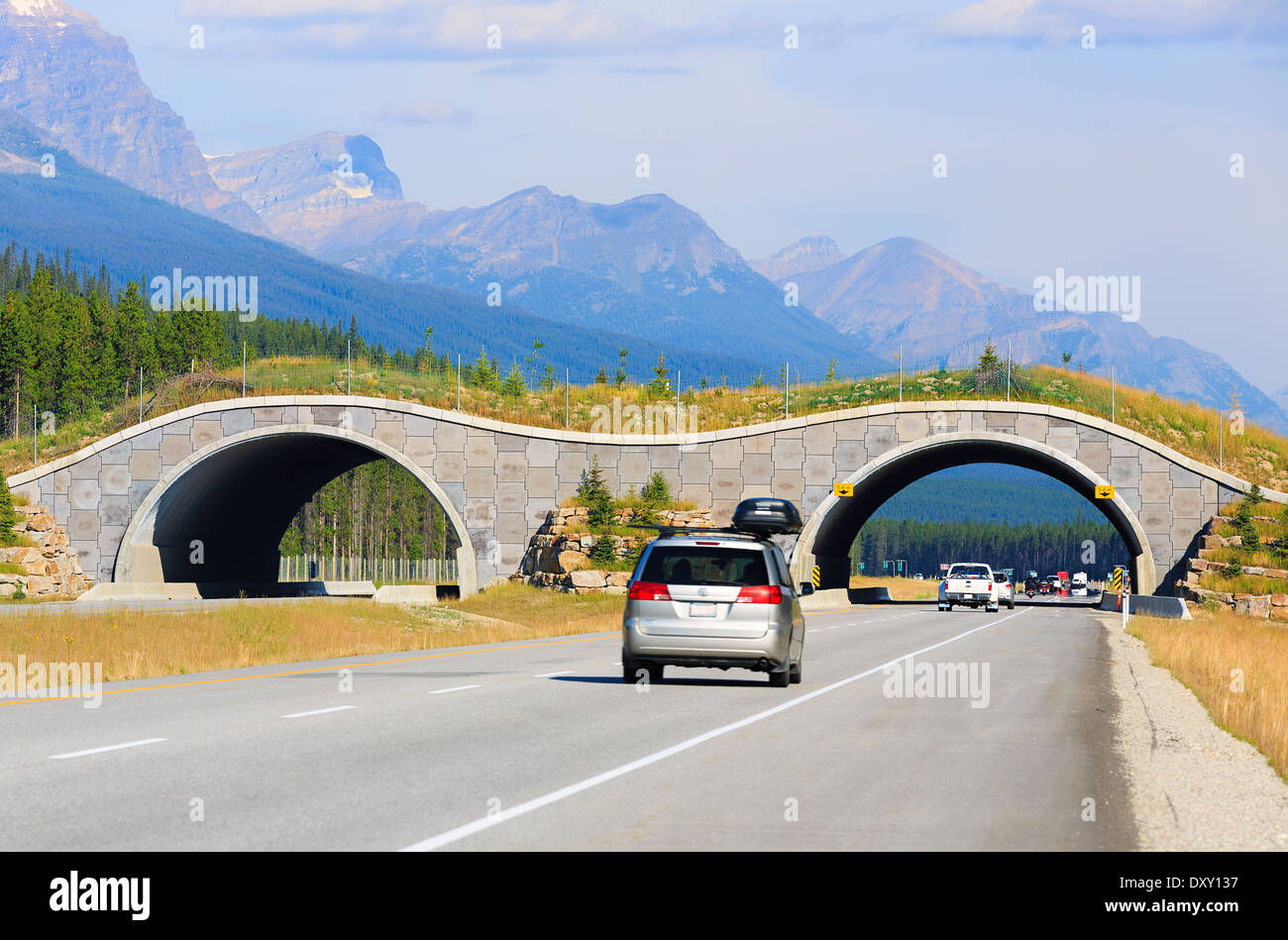 La fauna selvatica del cavalcavia che attraversa la Trans-Canada Highway, il Parco Nazionale di Banff, Alberta, Canada Foto Stock