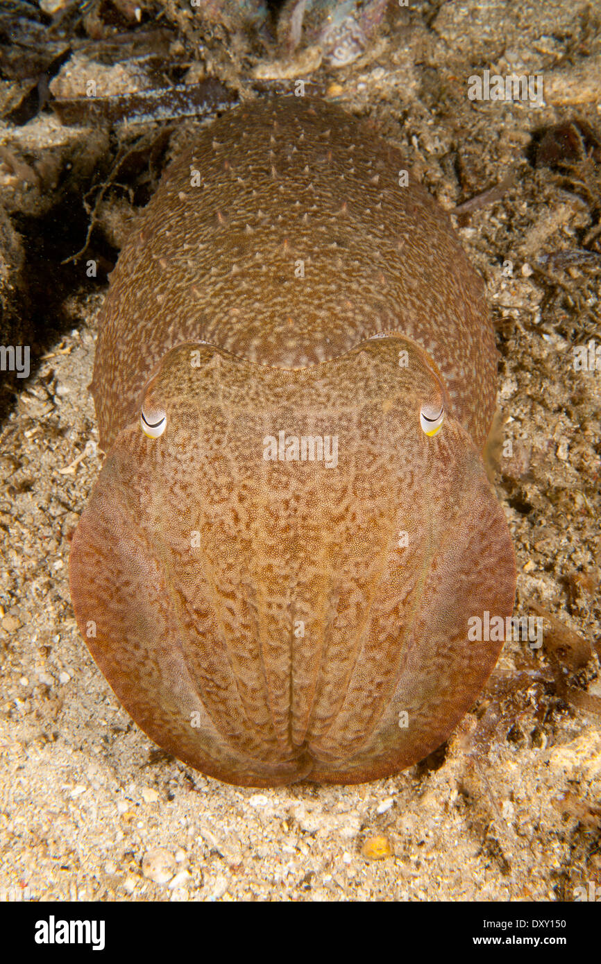 Broadclub Le Seppie Sepia latimanus Raja Ampat, Papua occidentale, in Indonesia Foto Stock