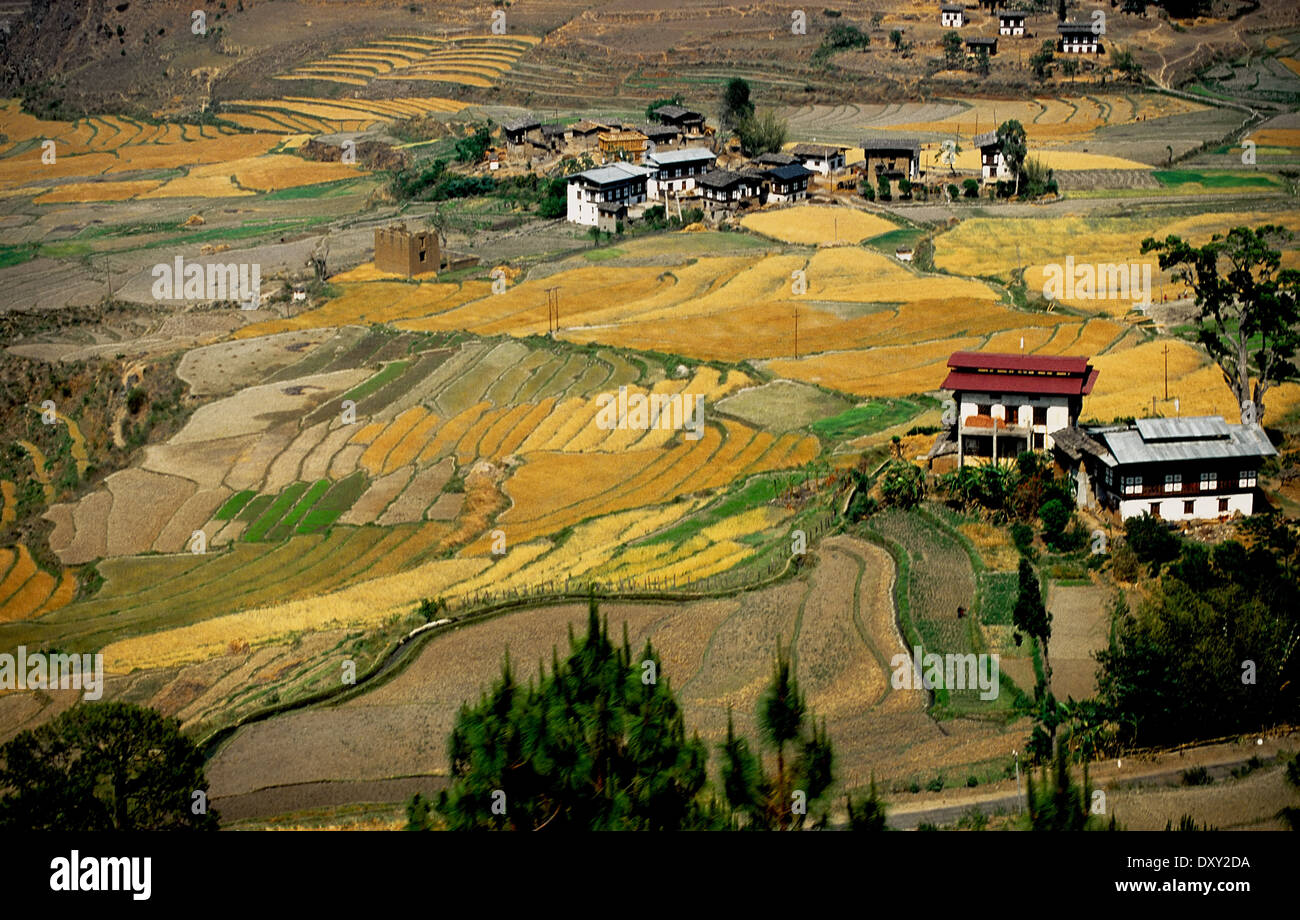 Campi terrazzati e case in Punakha valley, Bhutan. Manipolati digitalmente immagine. Foto Stock