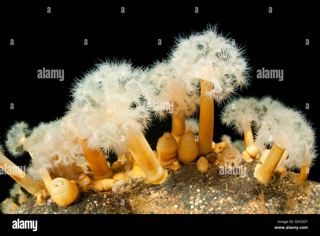 L'aggregazione di Anemone, Metridium senili, Mare Bianco, Carelia, Russia Foto Stock