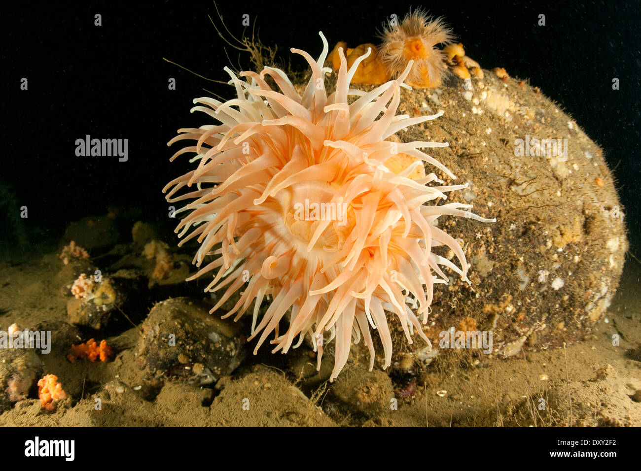 Anemone marittimo, Urticina eques, Mare Bianco, Carelia, Russia Foto Stock