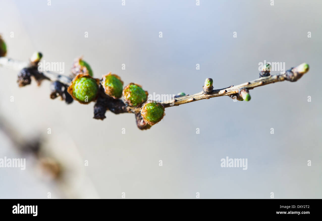Coni verdi sul larice ramoscello vicino fino in primavera Foto Stock