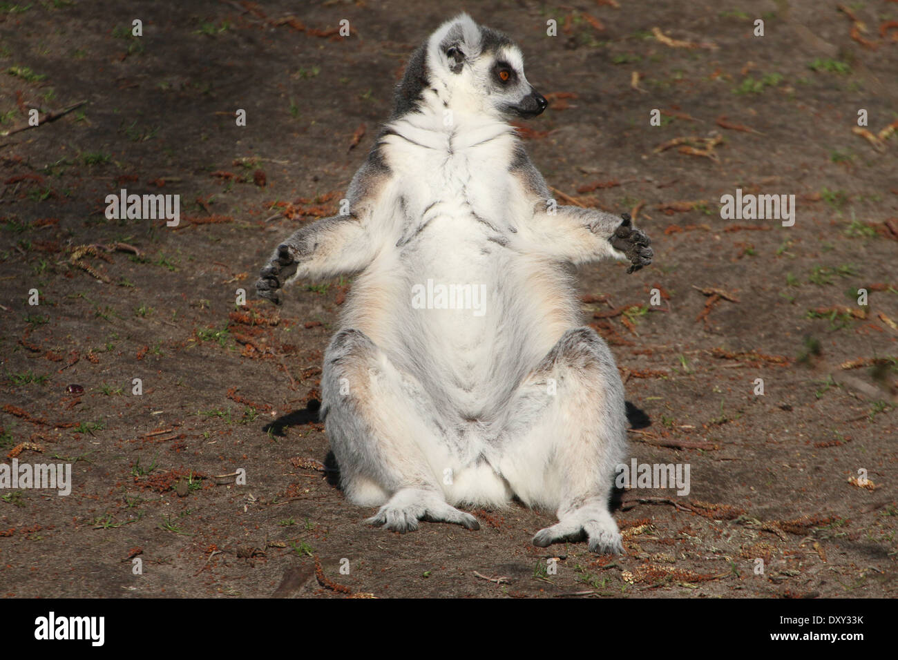 Lemure Ringtailed (Lemur catta) close-up mentre si prende il sole Foto Stock