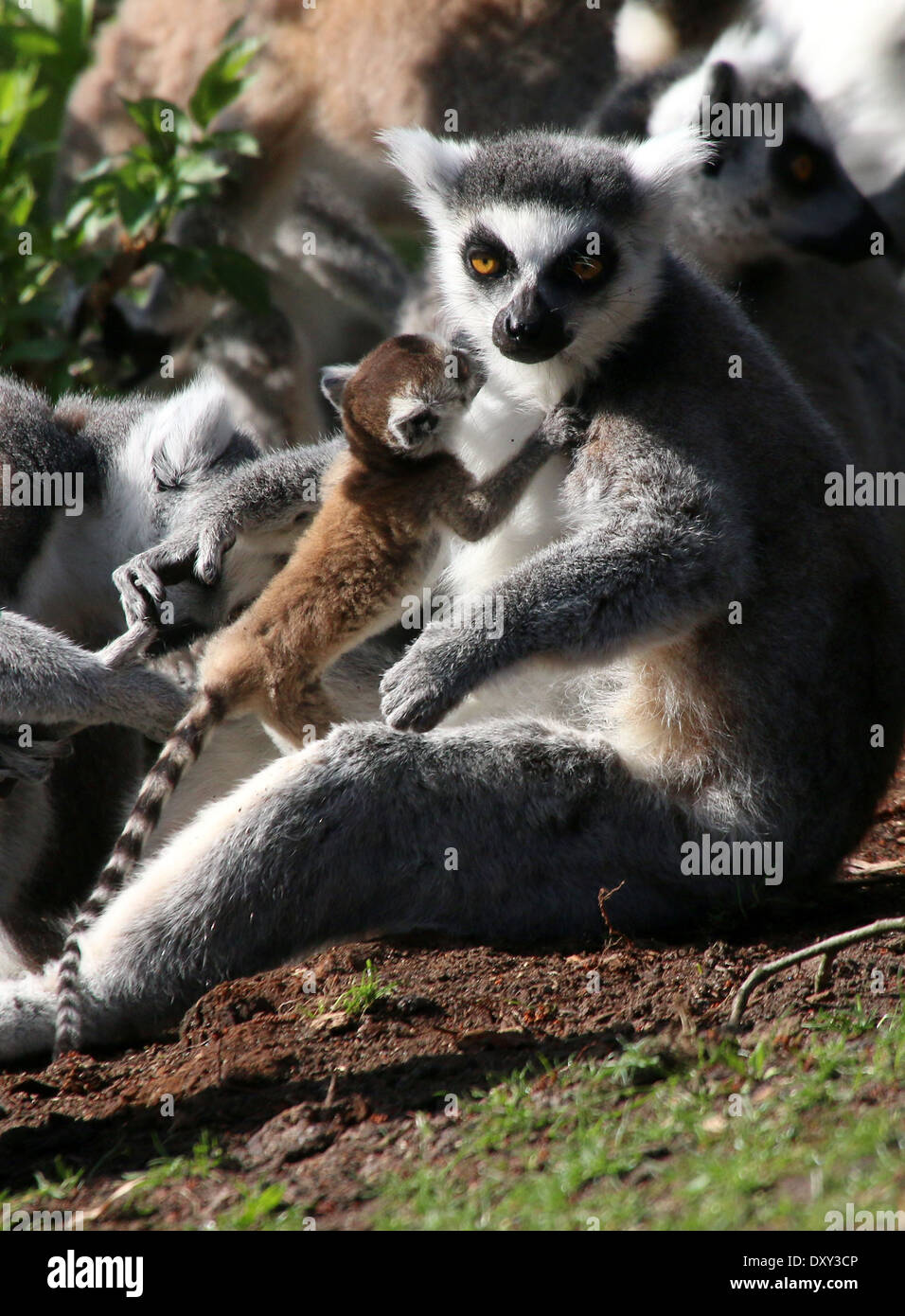 Anello lemure codato o Maki Catta (Lemur catta), madre con youngster Foto Stock