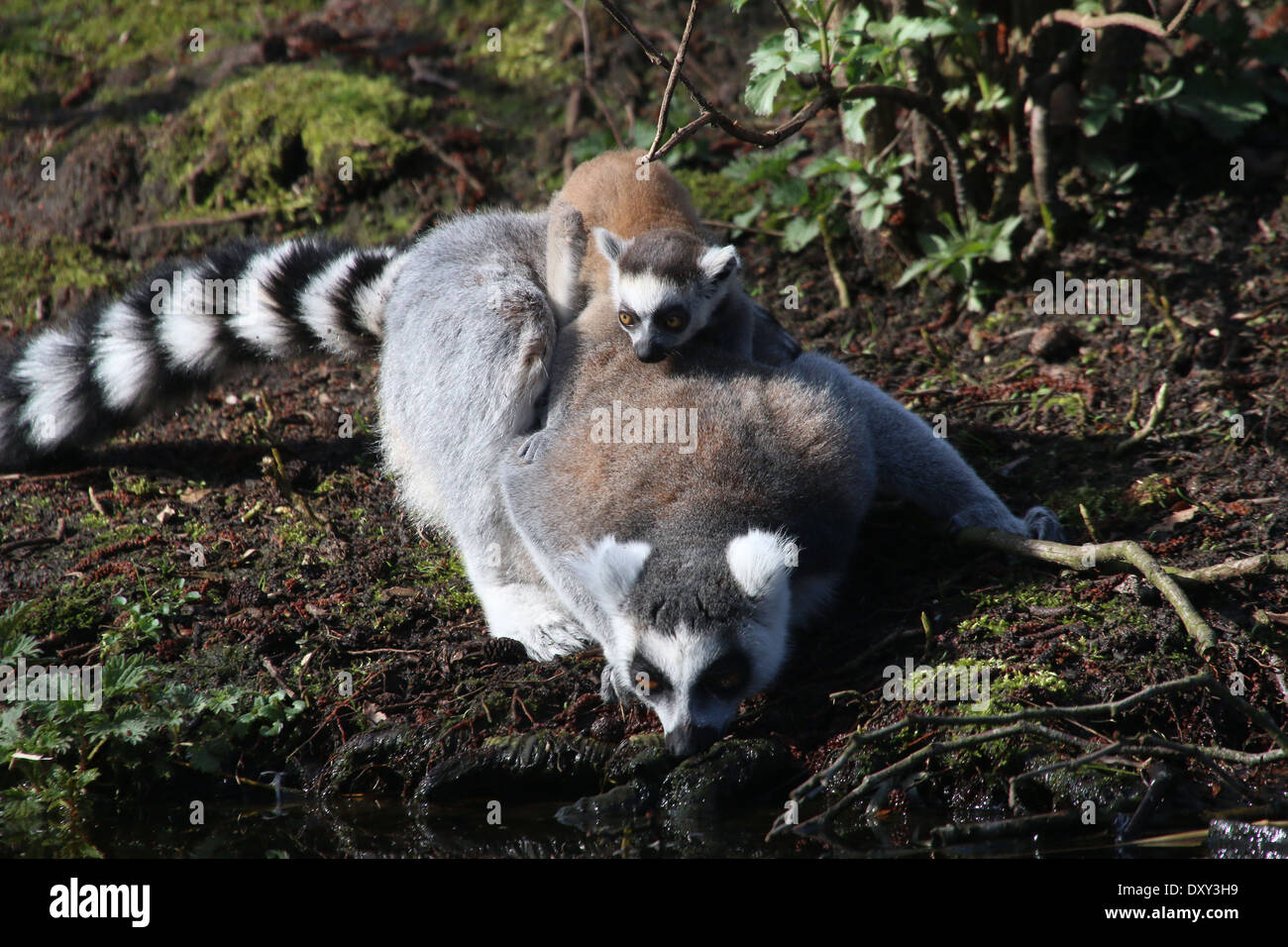 Anello lemure codato o Maki Catta (Lemur catta), madre con youngster riding piggy-back Foto Stock