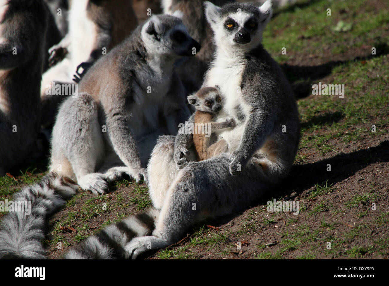 Anello lemure codato o Maki Catta (Lemur catta), madre con youngster Foto Stock